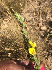 Aspalathus ericifolia