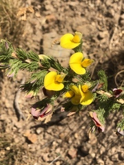 Aspalathus ericifolia