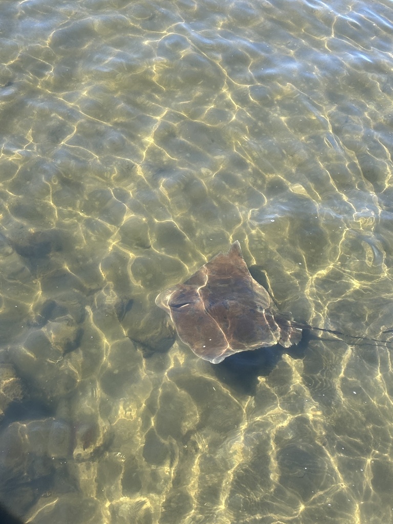 Lesser Southern Ray Southern Eagle Ray from Leschenault Estuary, Australind, WA, AU on ...
