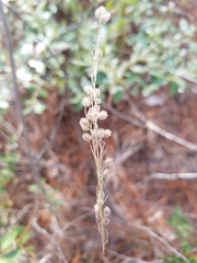 Anthenantia rufa
