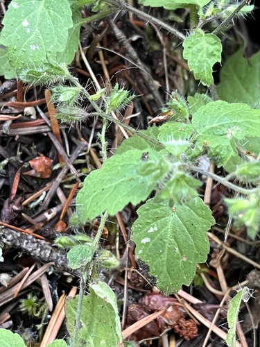 Rattan's Phacelia (Phacelia rattanii)
