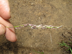 Styppeiochloa gynoglossa