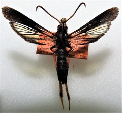 Podosesia aureocincta