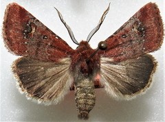 Eucoptocnemis fimbriaris