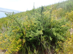 Asparagus rubicundus