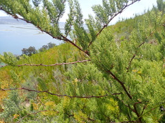 Asparagus rubicundus