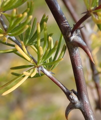 Asparagus rubicundus