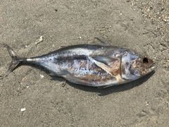 Thunnus atlanticus