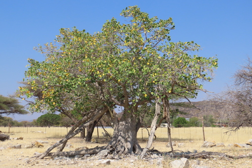 Ficus sycomorus