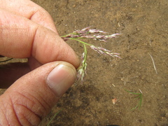 Styppeiochloa gynoglossa