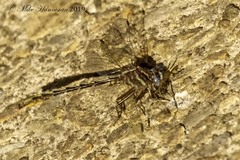 Phanogomphus exilis