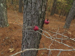 Crataegus berberifolia