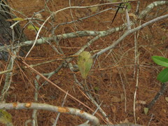 Crataegus berberifolia