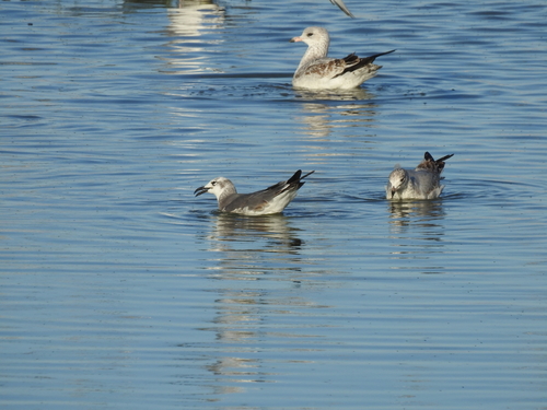 Laughing Gull photographed in California