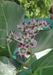 Calotropis procera