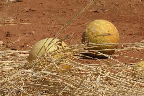 Watermelon (Citrullus amarus)