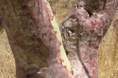 Sterculia africana, photograph 6