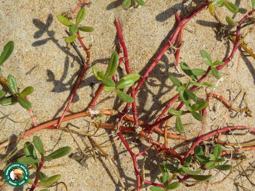 Gomphrena portulacoides, photograph 1