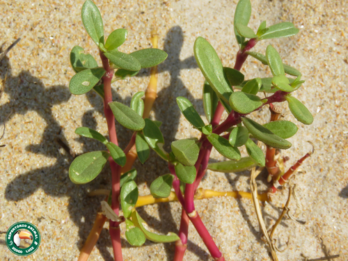 Gomphrena portulacoides