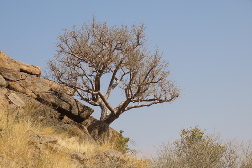 Sterculia africana, photograph 4