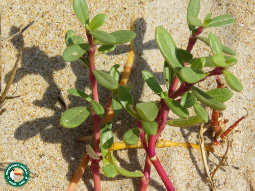 Gomphrena portulacoides, photograph 2