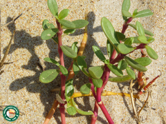 Blutaparon portulacoides