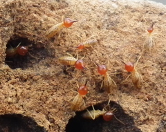 Trinervitermes trinervoides