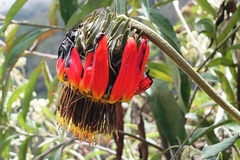 Mutisia lanata