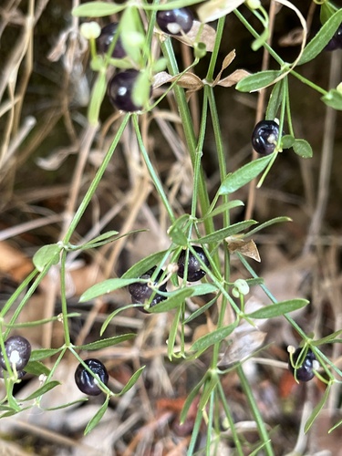 Bolander's bedstraw (Galium bolanderi)