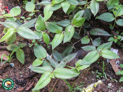 Tradescantia zebrina zebrina