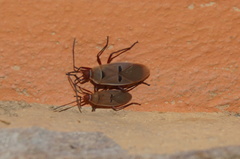 Dysdercus bimaculatus