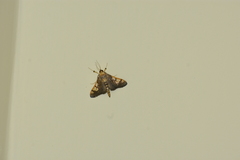 Ulopeza idyalis