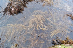 Carpophyllum plumosum