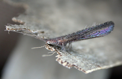 Stenobiella