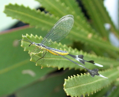 Chasmoptera huttii