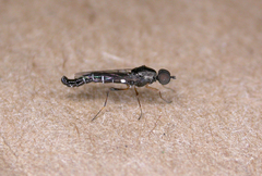 Pseudatrichia