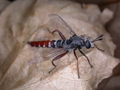 Miltinus stenogaster