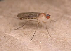 Apsilocephala longistyla
