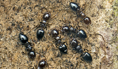 Crematogaster cornigera