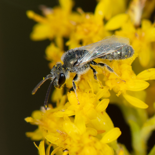 Lasioglossum semicaeruleum