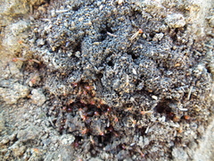 Trinervitermes trinervoides