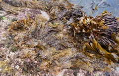 Carpophyllum plumosum