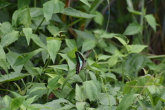 Graphium teredon