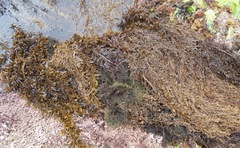 Carpophyllum plumosum