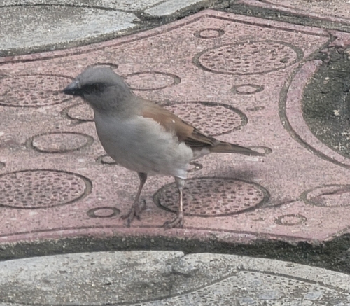 Northern Grey-headed Sparrow