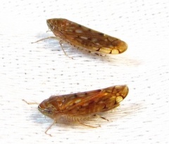 Osbornellus rotundus