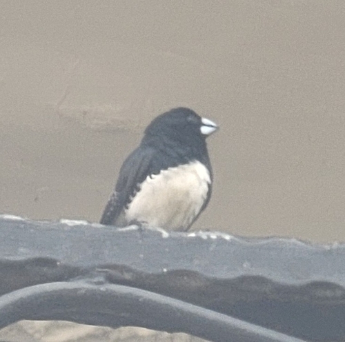 Black-and-white Mannikin
