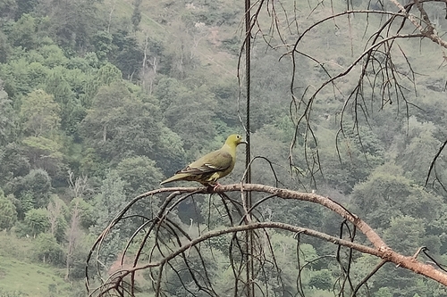 Wedge-tailed Green-Pigeon