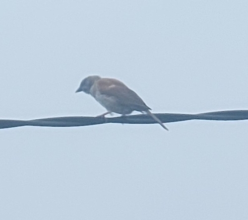 Northern Grey-headed Sparrow