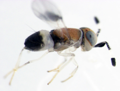 Metaphycus maculipennis